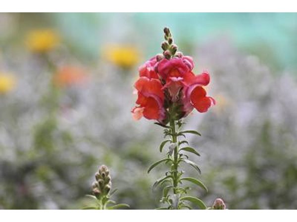Flowering snapdragon