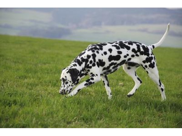 A dog sniffing the ground.