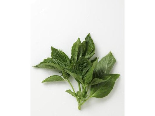 Sprig of Basil.
