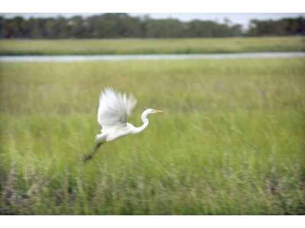 heron