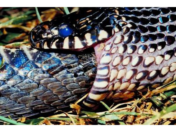 The common king snake is found throughout southern Utah.