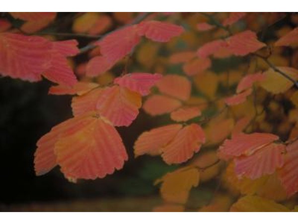 Elm Trees