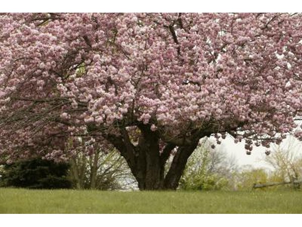 Flowering or Fruit Trees
