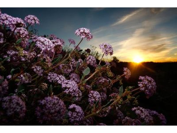 Verbena flowers are drought-resistant