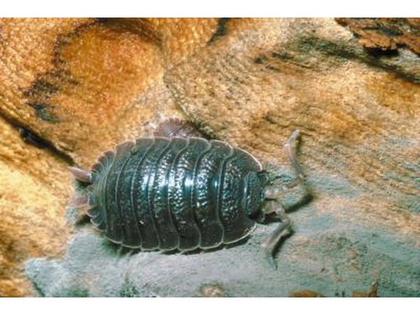 The pill bug is in the crustacea class.