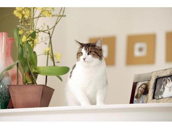 domesticated cat