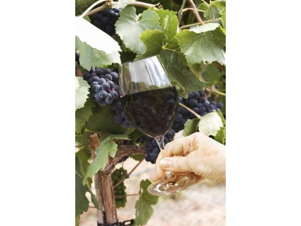 Wine-producing grapes add atmospere to your tasting bar.