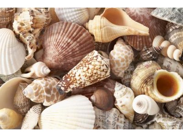 Sort shells into sizes.