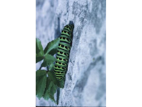 A swallowtail butterfly caterpillar