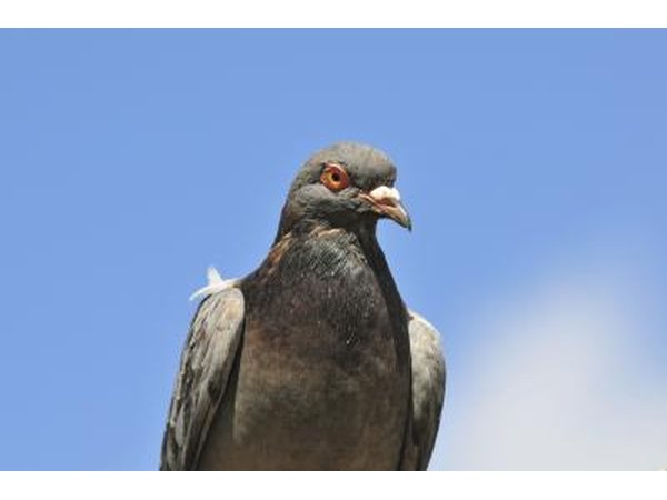 Watch a pigeon's movement.