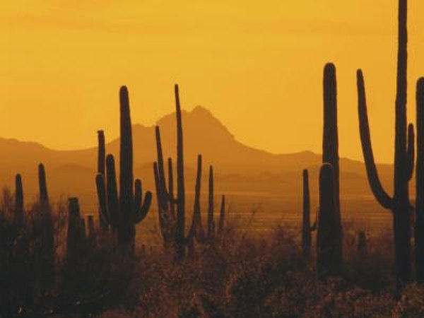 Desert cacti