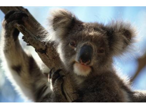 older male koala in tree
