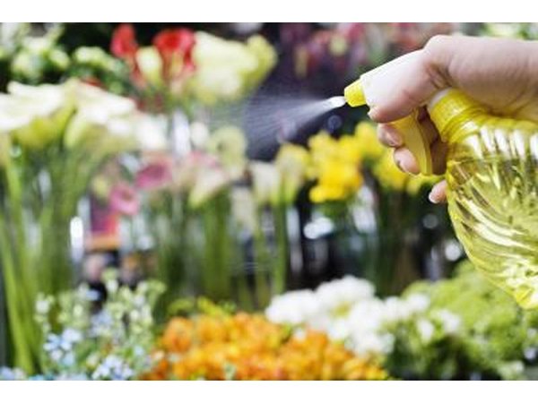 Make a homemade insecticide to spray on the leaves.