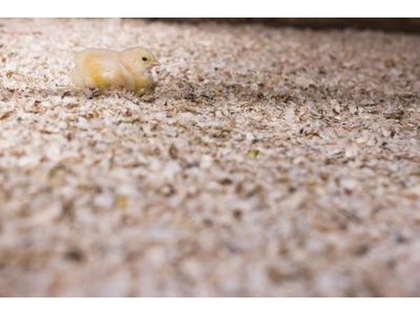 Wood shavings