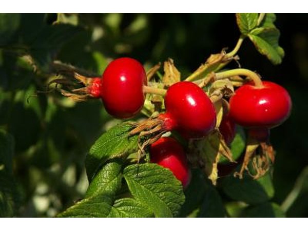 Rose hips are meals for small animals.