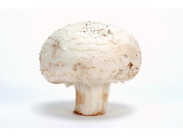 mushroom