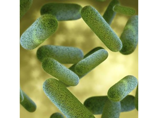 3d model of bacteria.