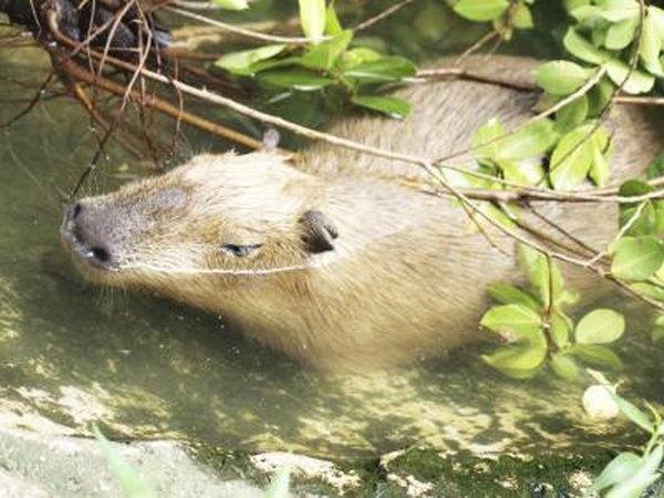 rats and mice make their home in the shrub layer