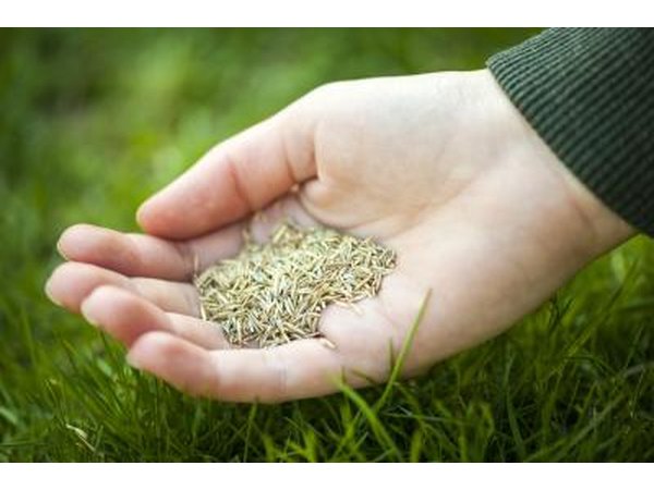 Man planting grass seed