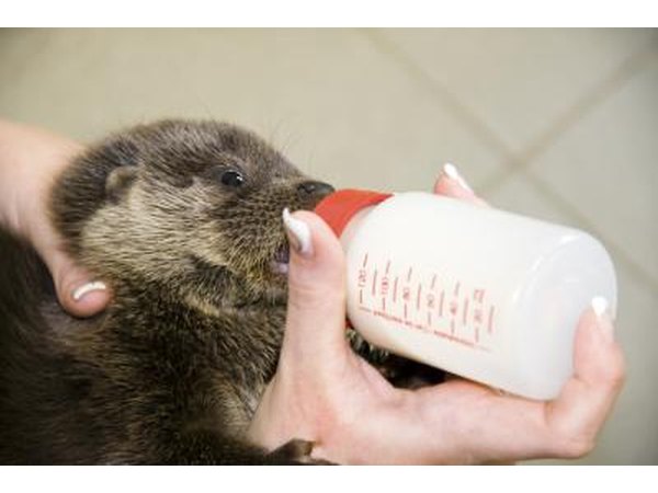 Zoo worker feeding milk to orphaned otter