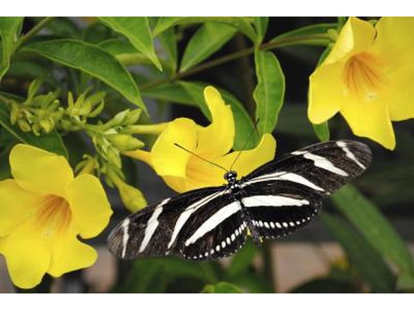 A butterfly on a Yellow Dot flower.