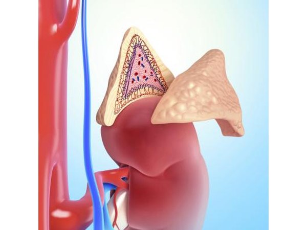 Internal cross section of the adrenal gland