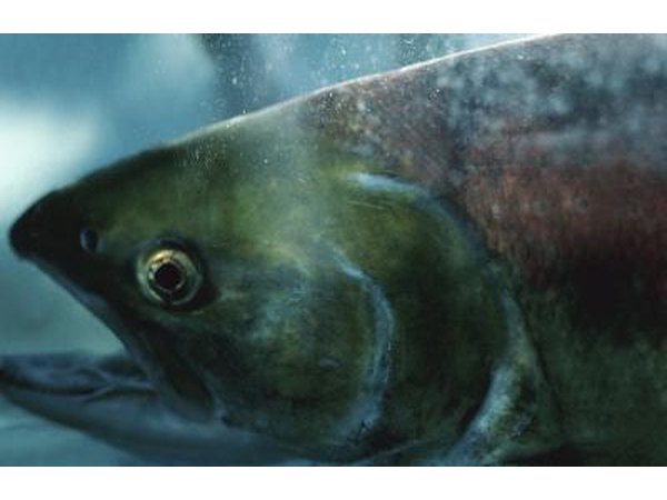 Atlantic salmon is at risk from overfishing.