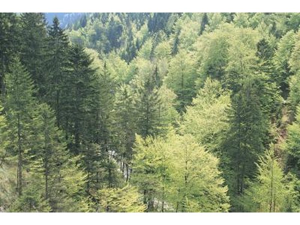 Evergreen forest