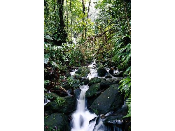 Dominica is known for its green landscape and rivers.