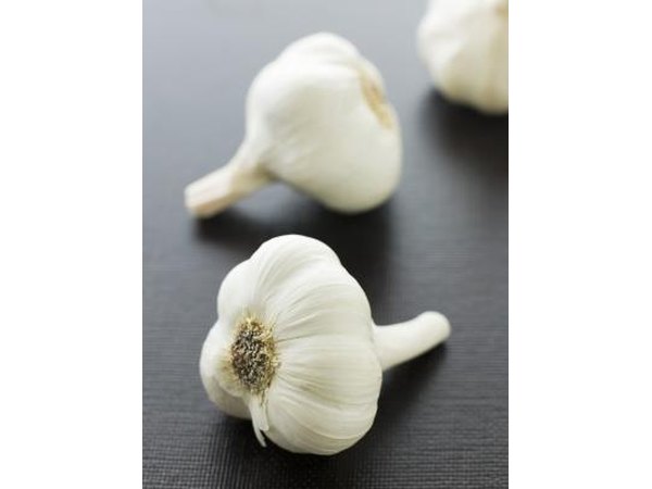 Garlic
