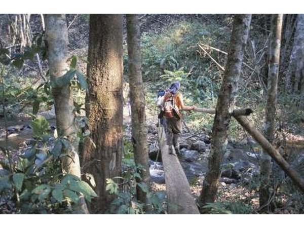 Rainforest trek.