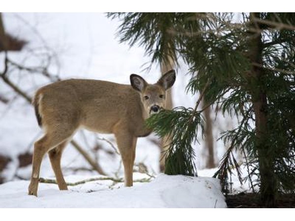 Deer eat pine twigs.