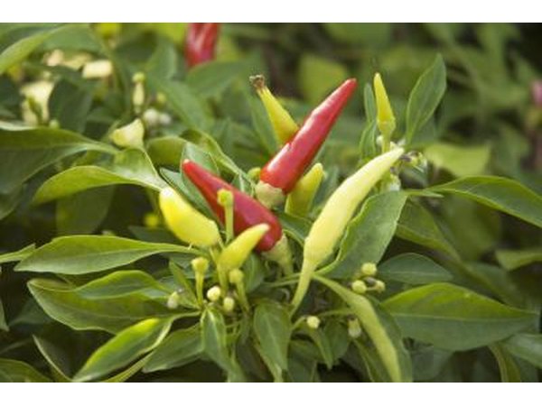 Peppers growing