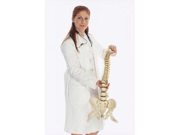 Doctor holding spine model