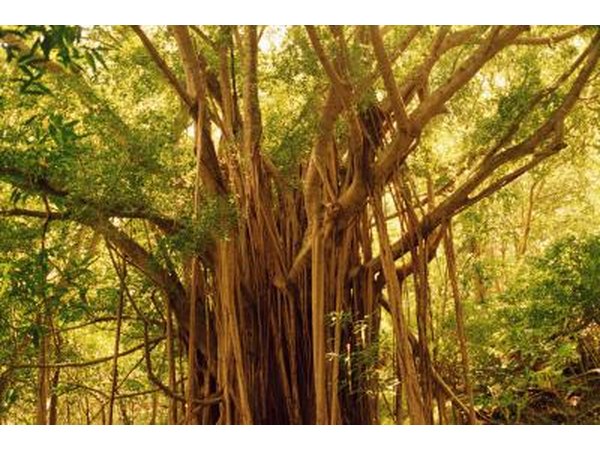 Tropical Shade Plants With Pictures Ehow