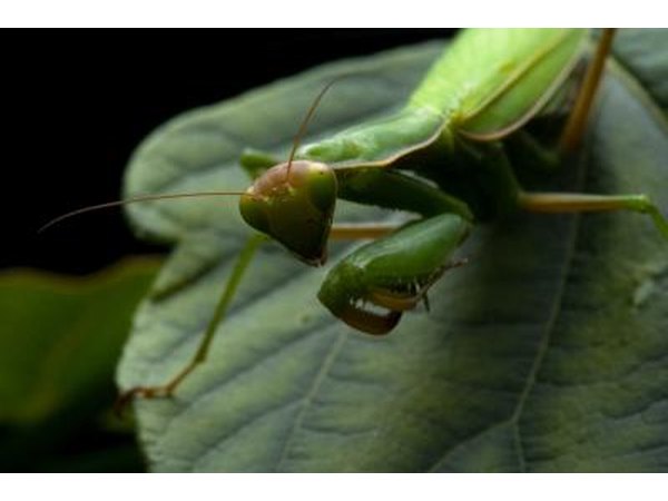 If natural predators are not present in sufficient numbers, they can be added to a garden.