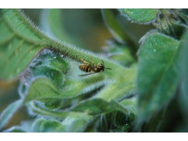 Wasps