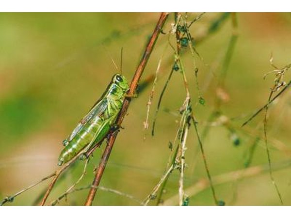 Green grasshopper.