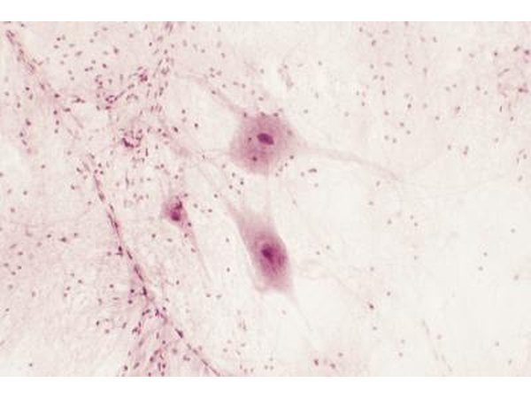Nerve cells