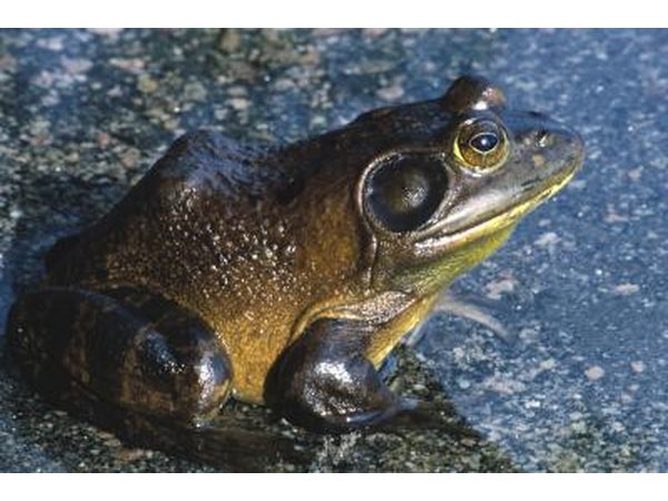 frogs