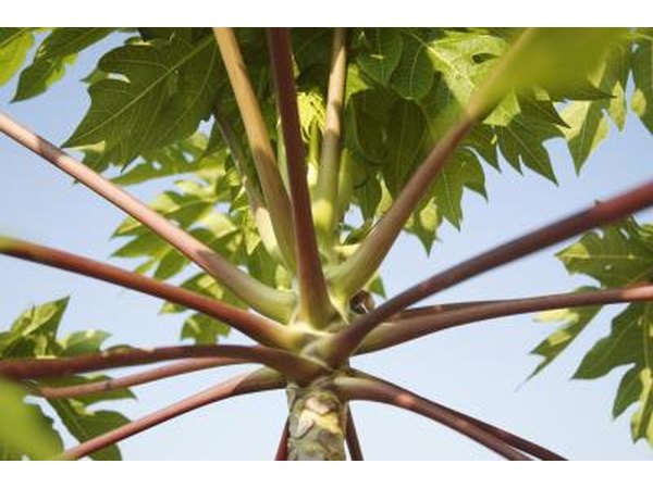 Ricinus communis is an evergreen.