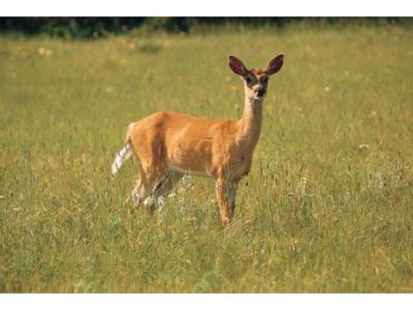 deer