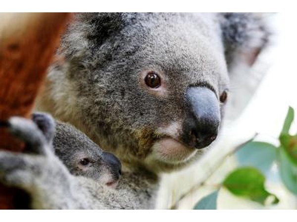 mother koala holding joey