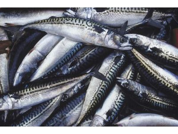 Mackerel