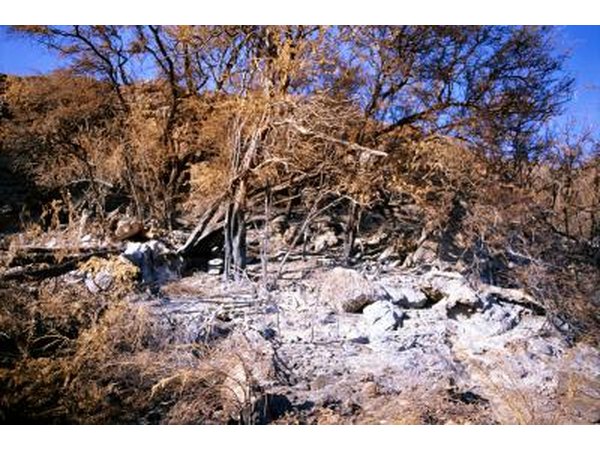 Burnt Trees