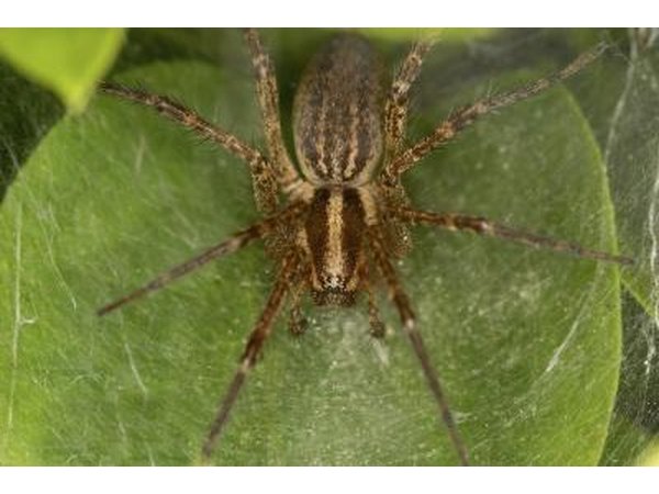 A funnel spider.