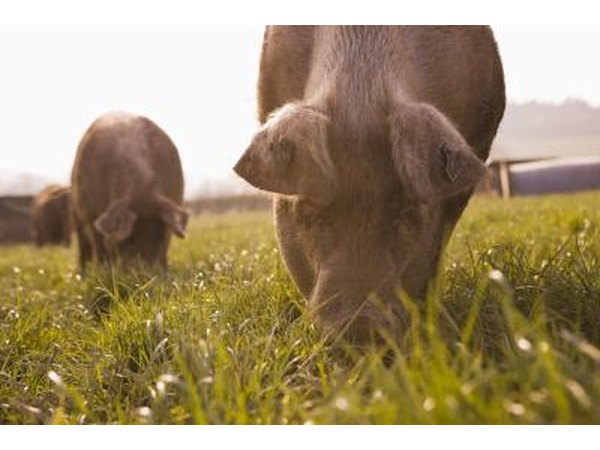 Pigs