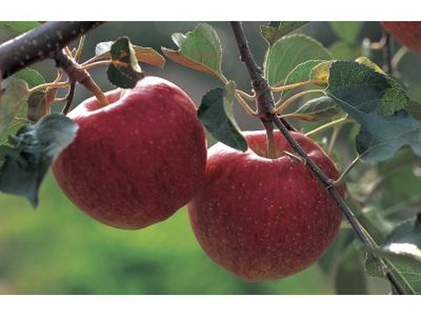 Apples trigger the digestive system to stop producing stomach acid.