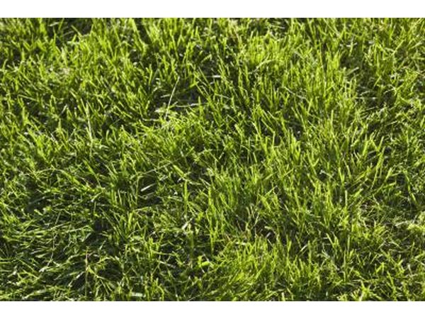 lush lawn
