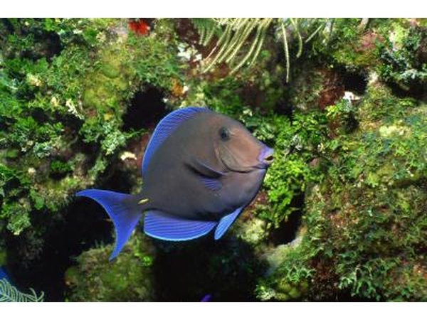 A tropical fish swims in a reef near algae covered coral.